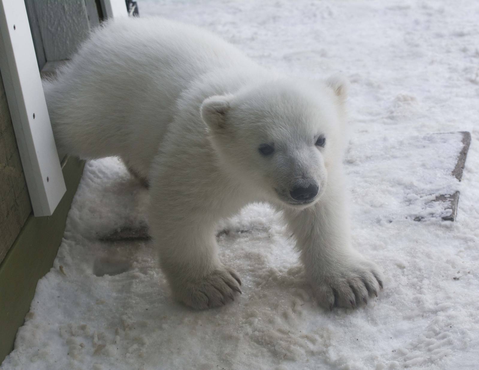 Polar Bear Cub