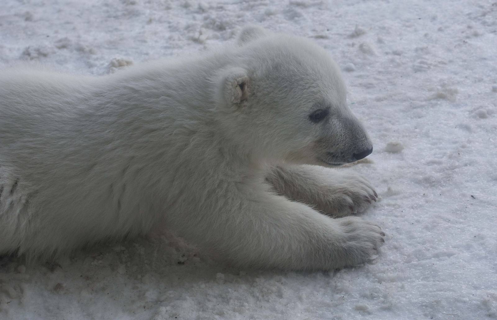 Polar Bear Cub