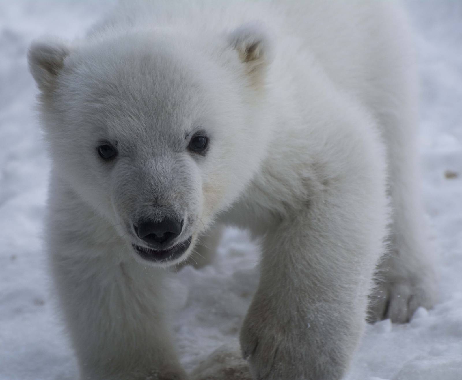 Polar Bear Cub