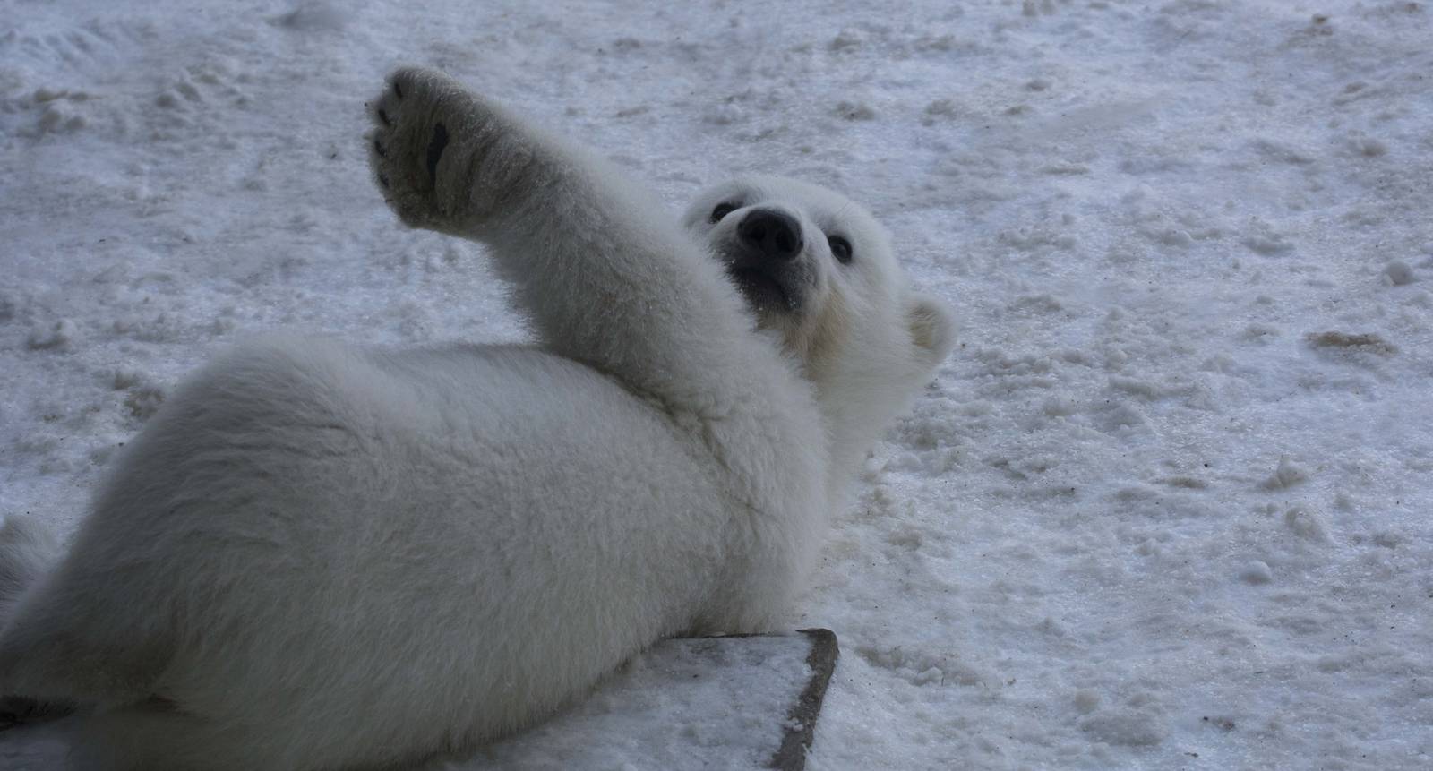 Polar Bear Cub