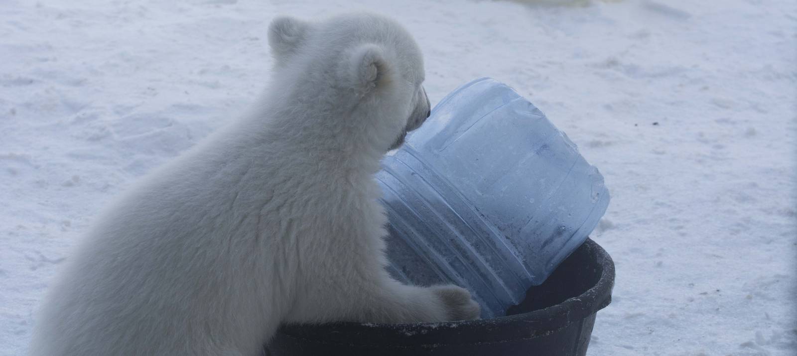 Polar Bear Cub