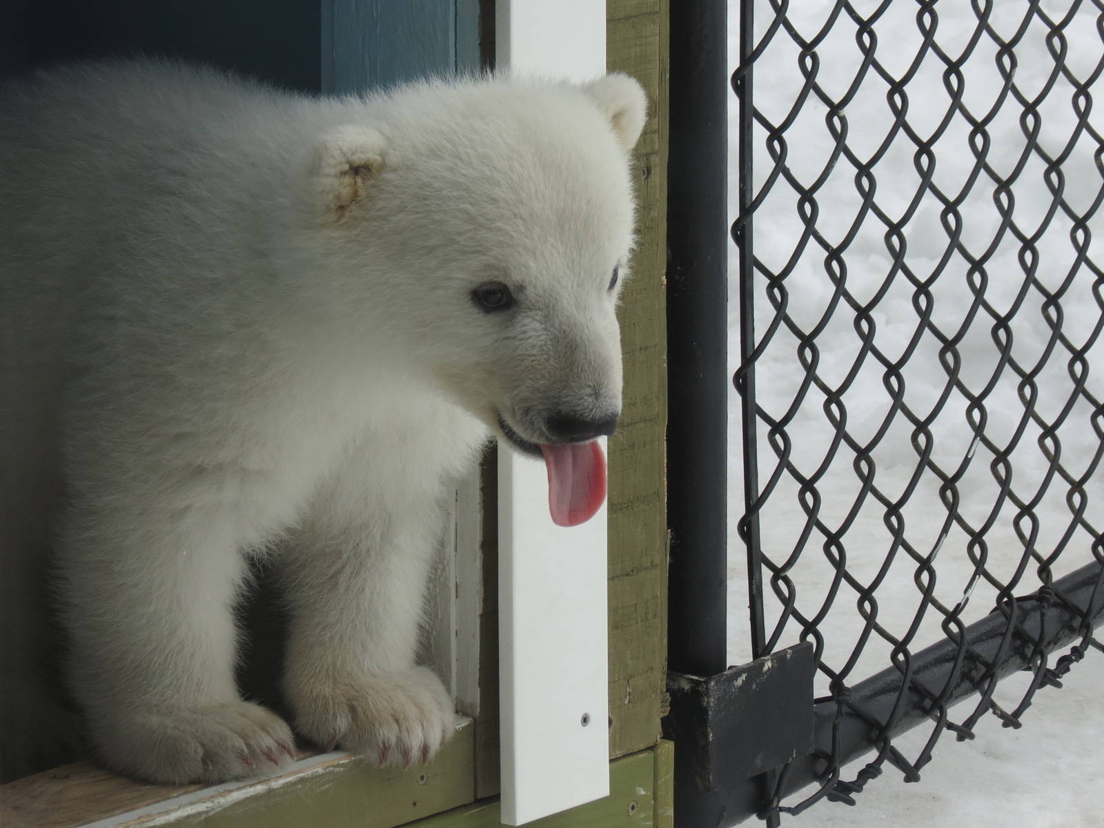 Polar Bear Cub
