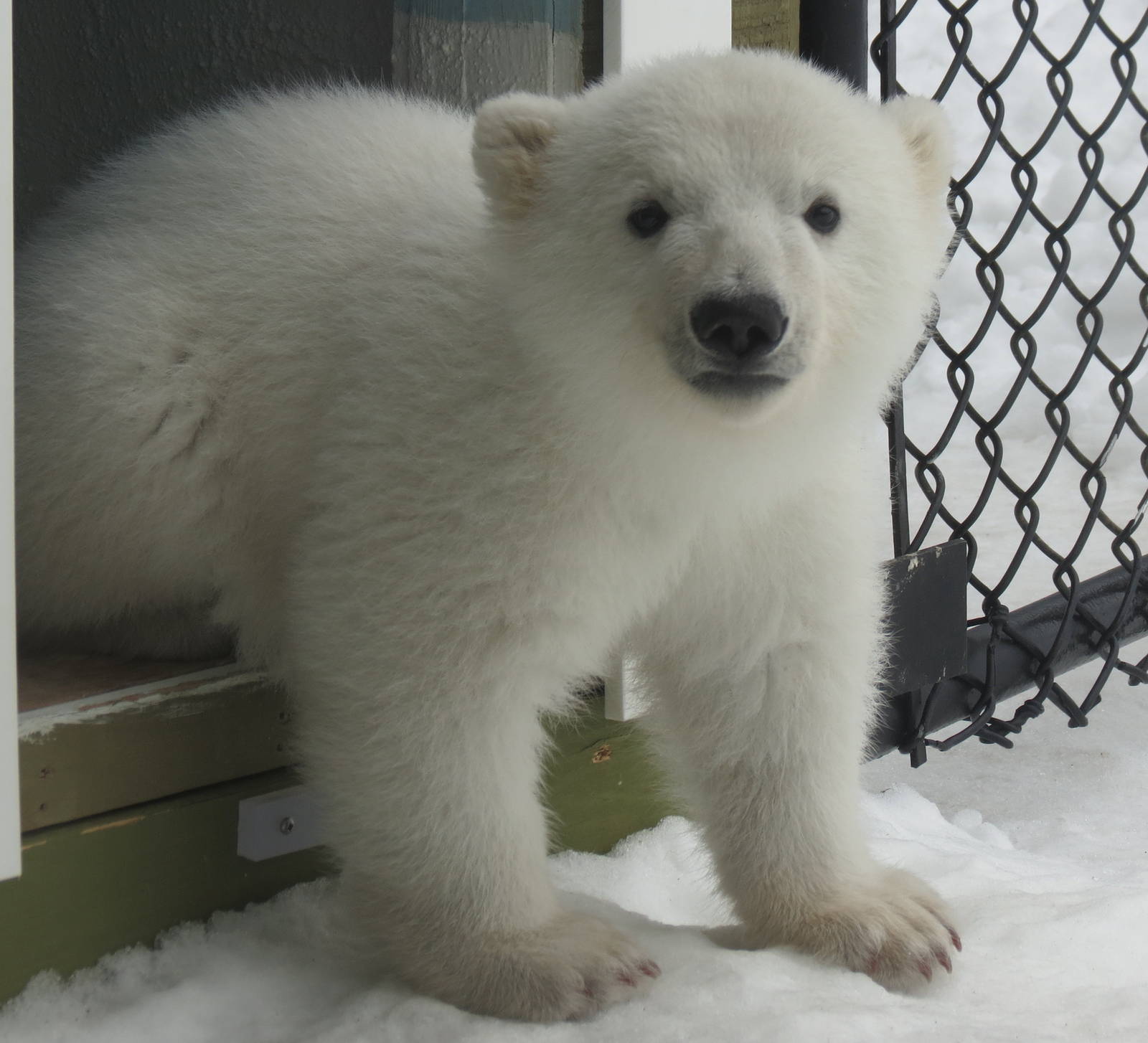 Polar Bear Cub