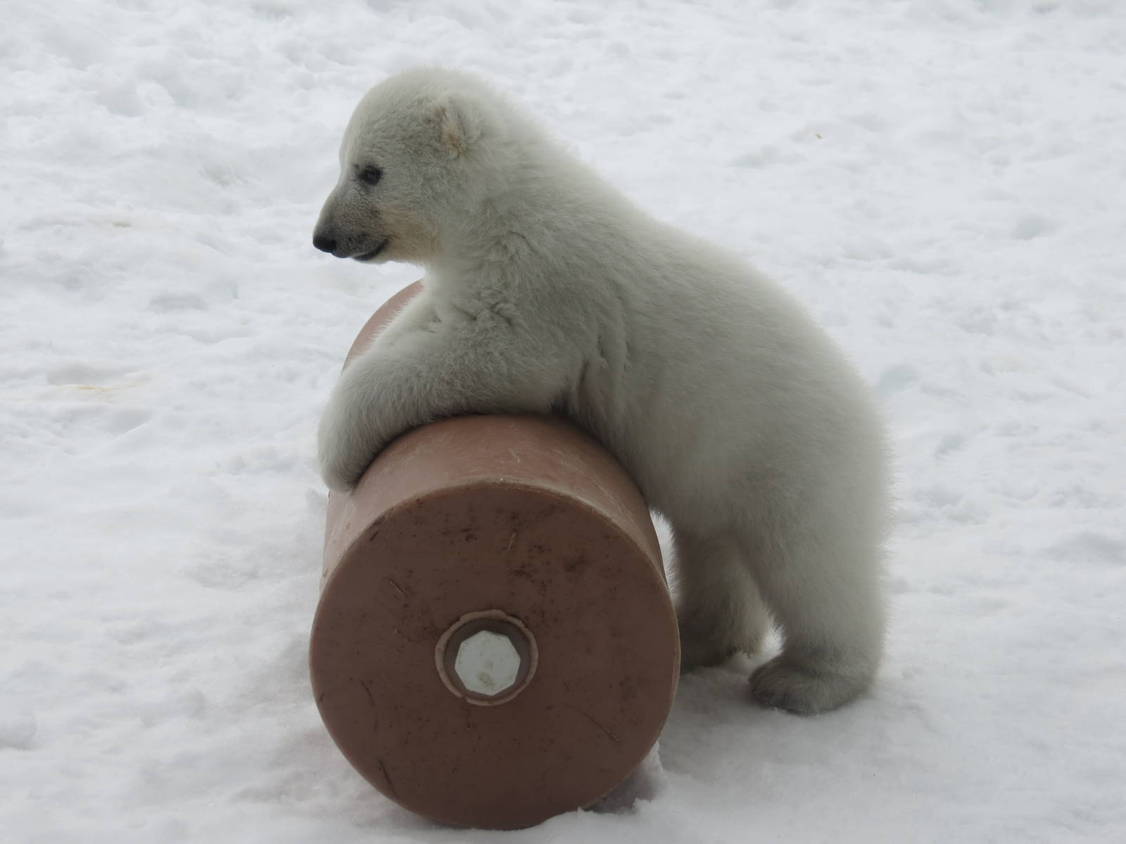 Polar Bear Cub