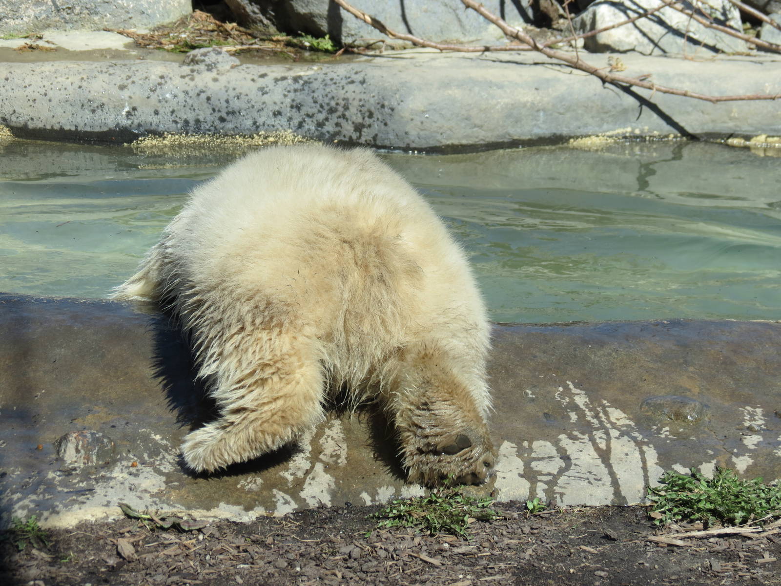 Polar Bear Cub