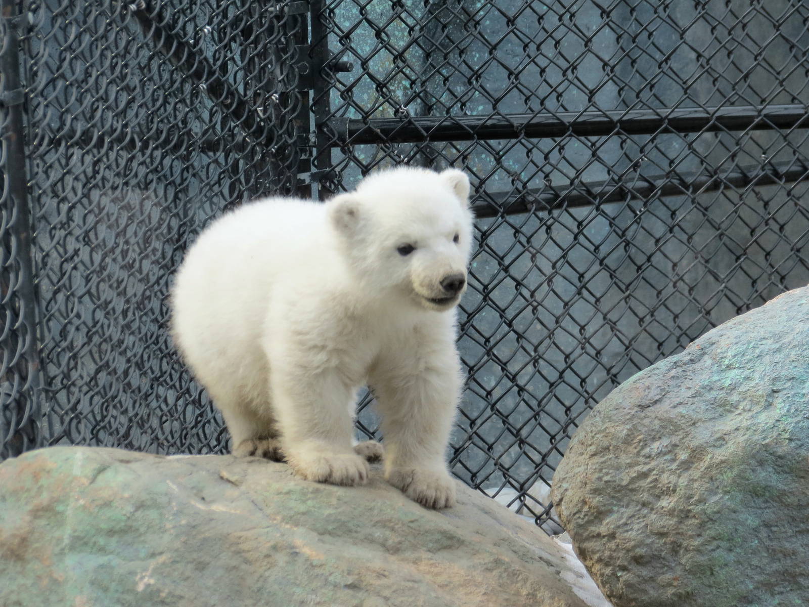Polar Bear Cub