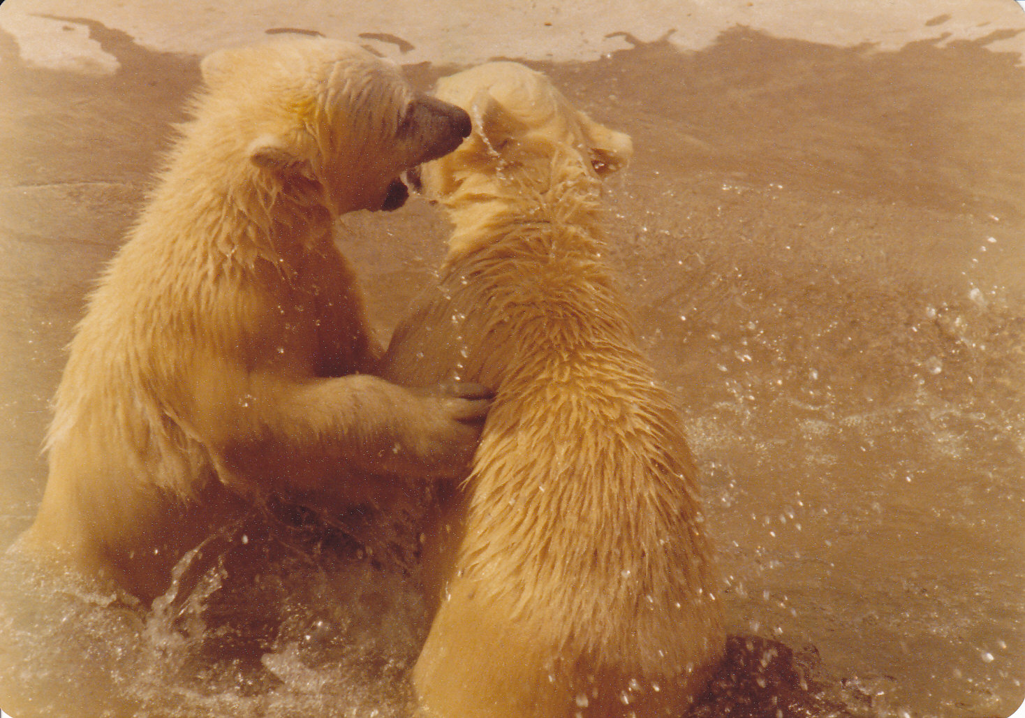 Polar bear cubs 1980