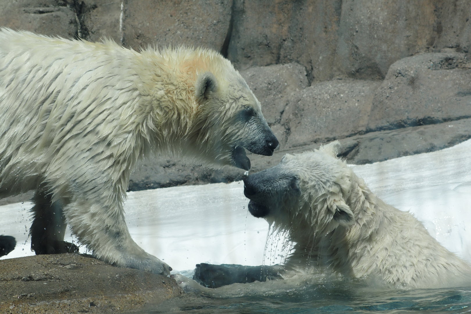 Polar Bear Cubs 4