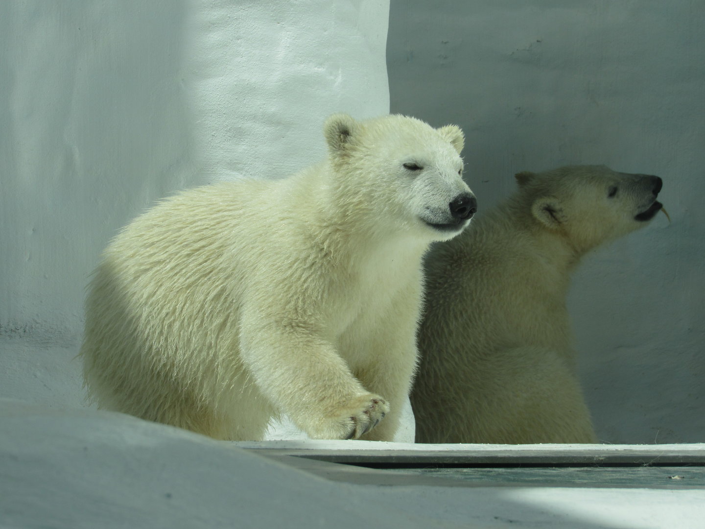 Polar Bear cubs Kallik and Kallu - 5/9/23