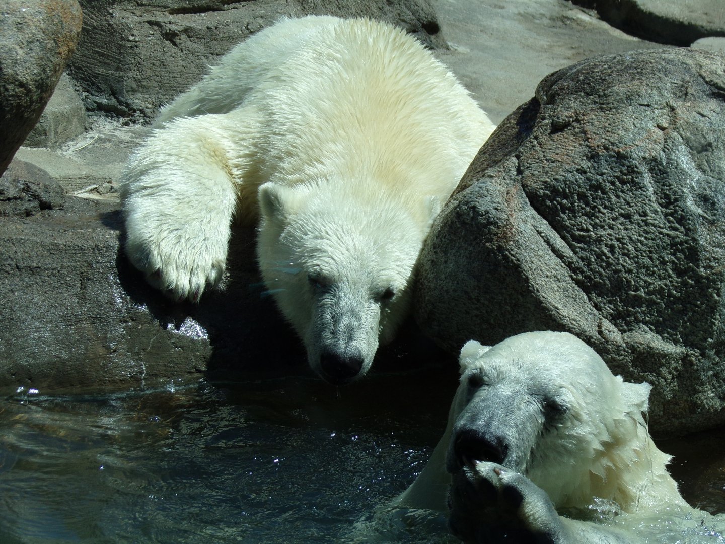 Polar Bear cubs, Kallik and Kallu