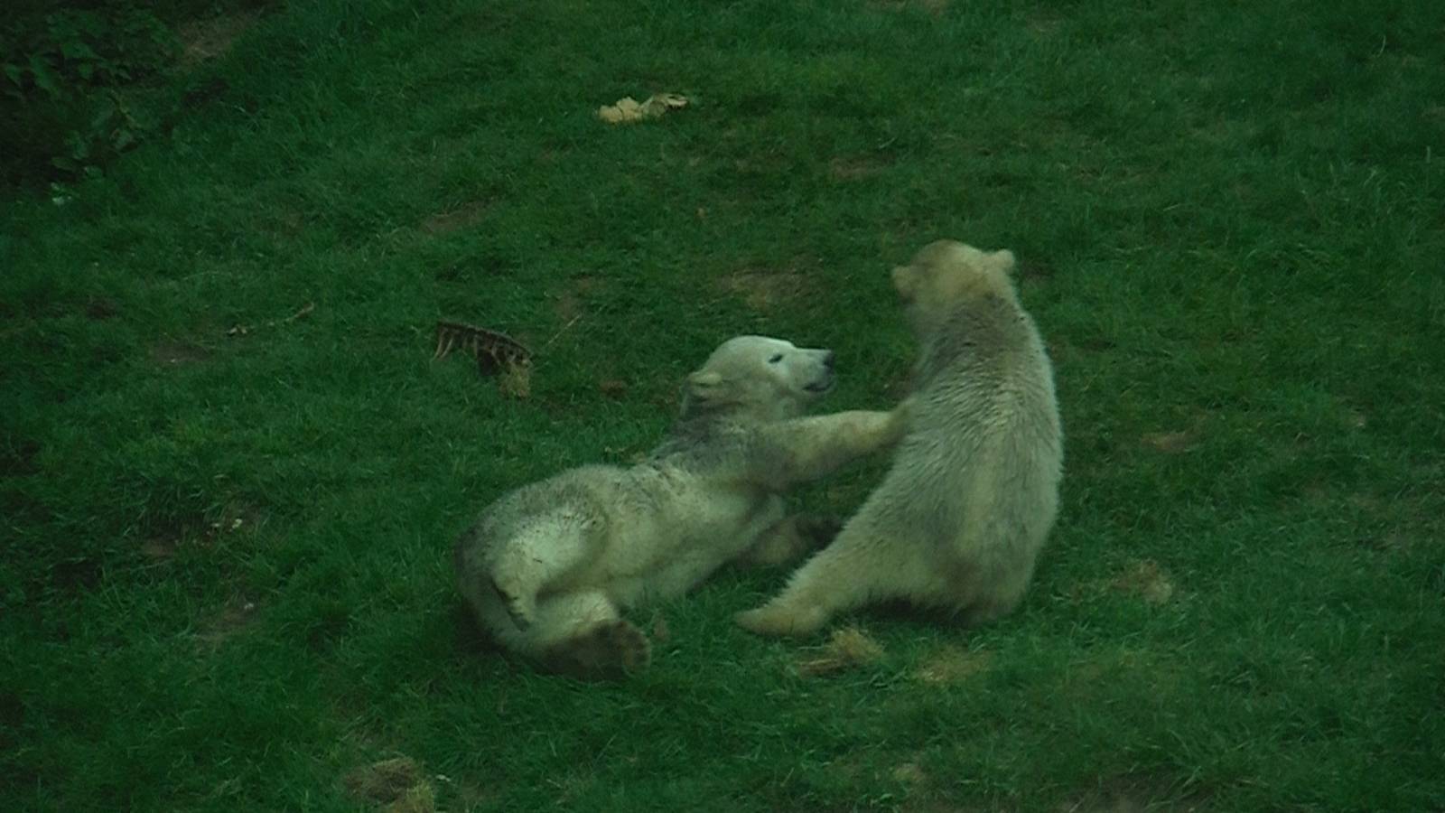 Polar Bear Cubs Playing