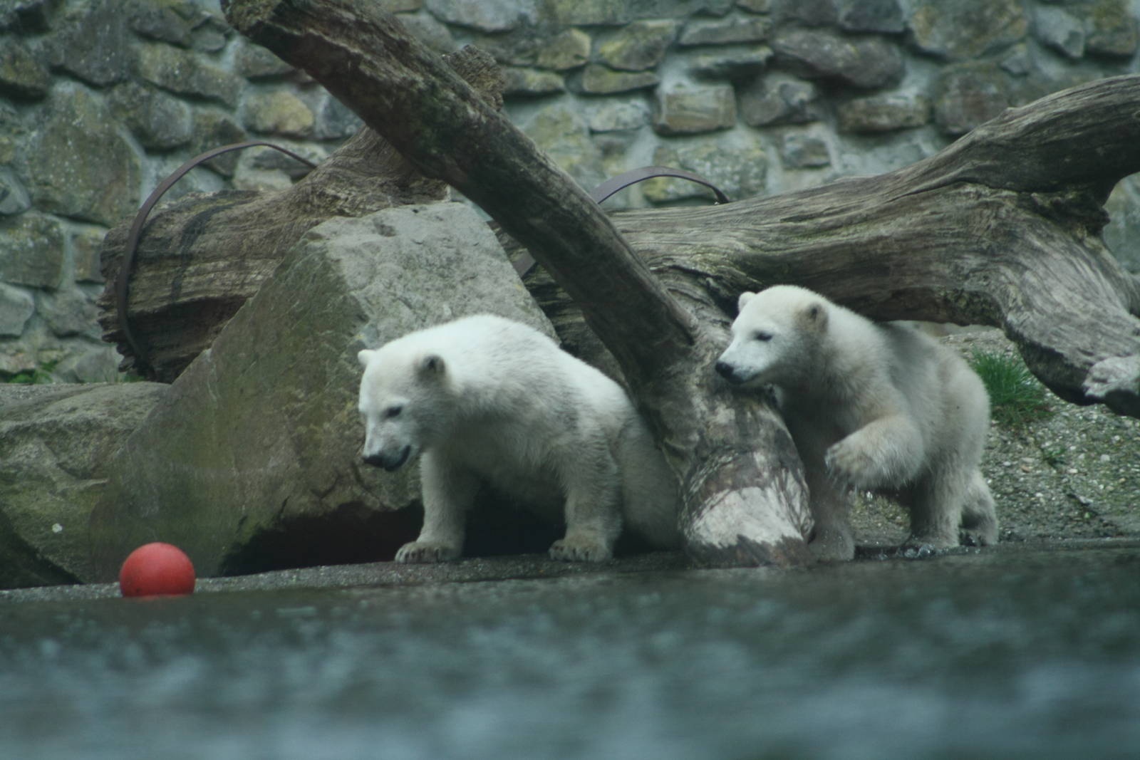 Polar Bear Cubs