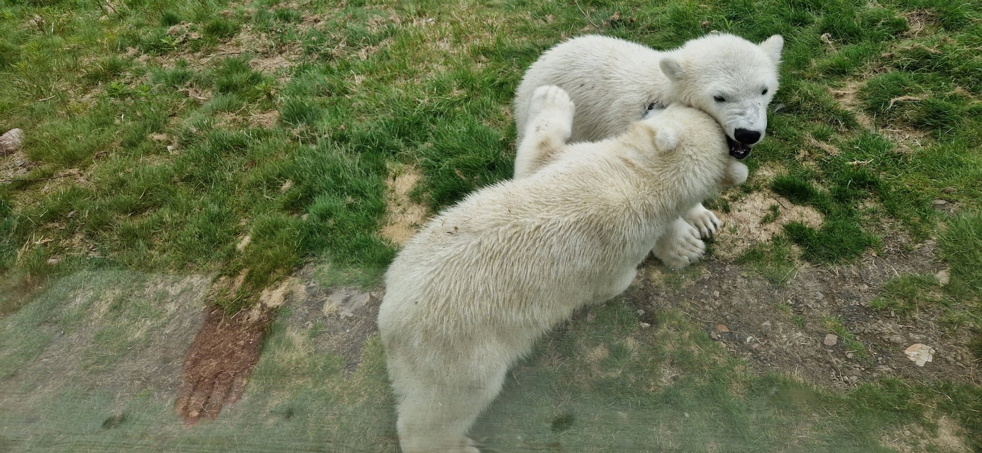 Polar Bear Cubs