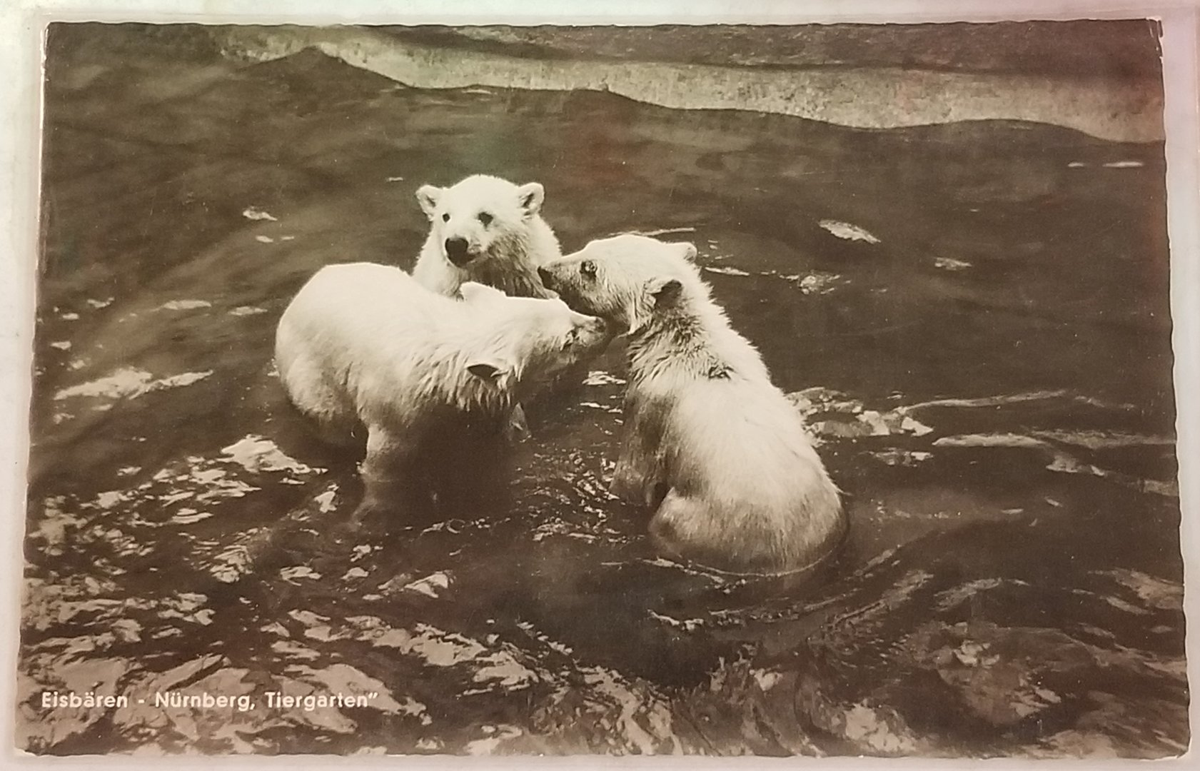Polar bear cubs