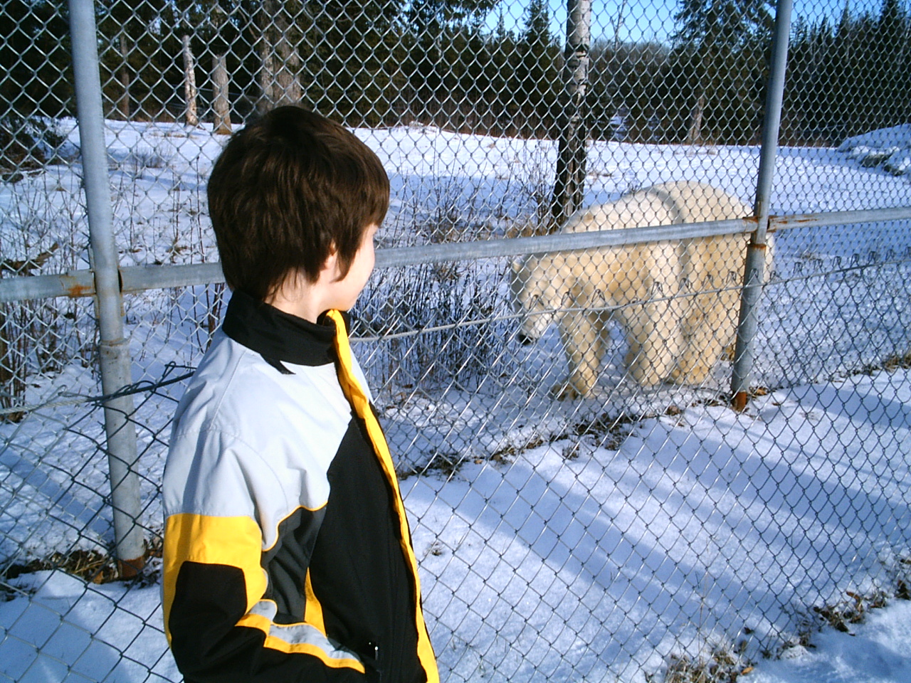 Polar Bear December 2006