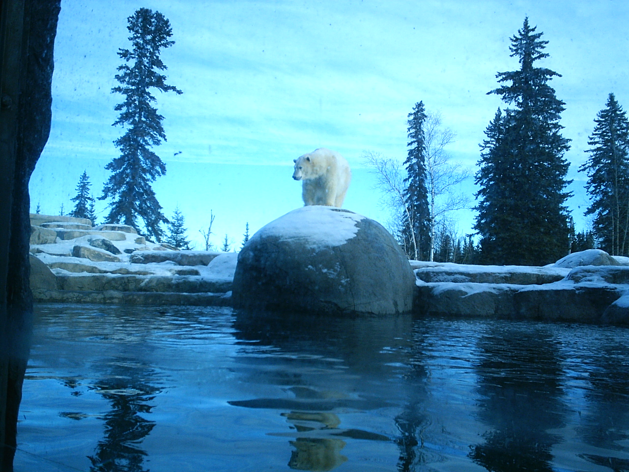 Polar Bear December 2006