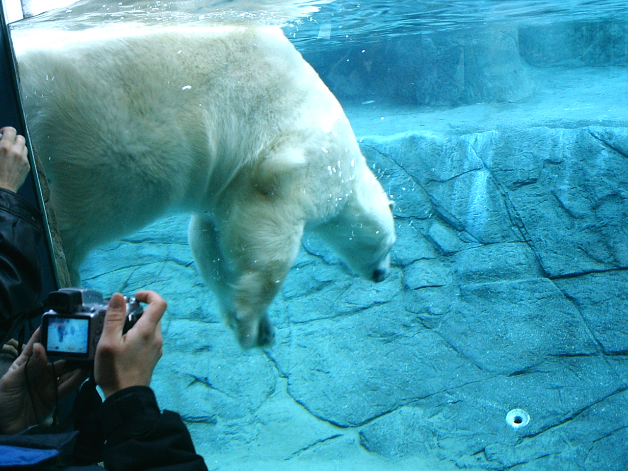 Polar Bear December 2007