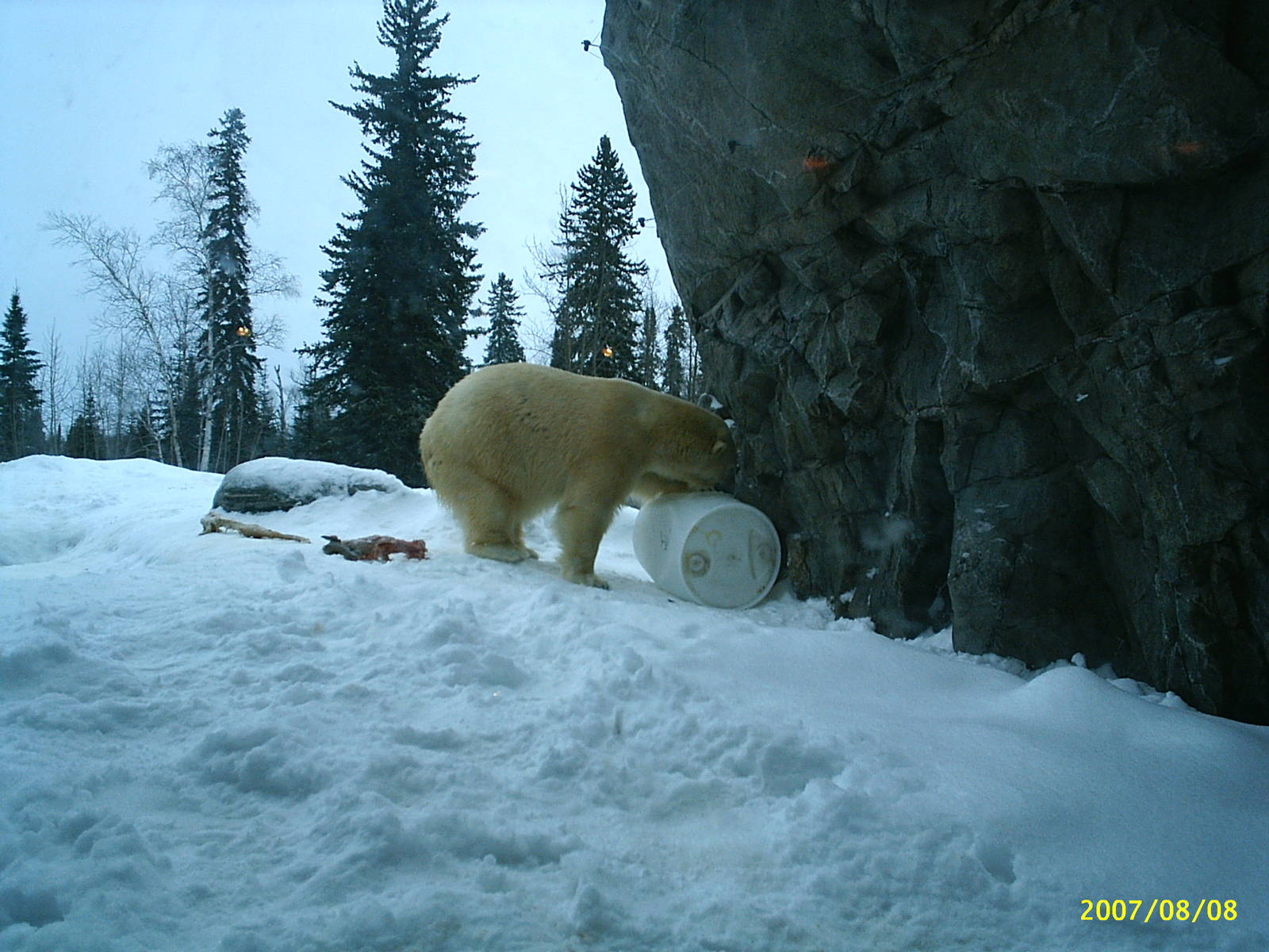 Polar Bear December 2007