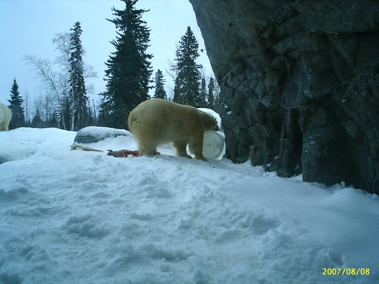 Polar Bear December 2007