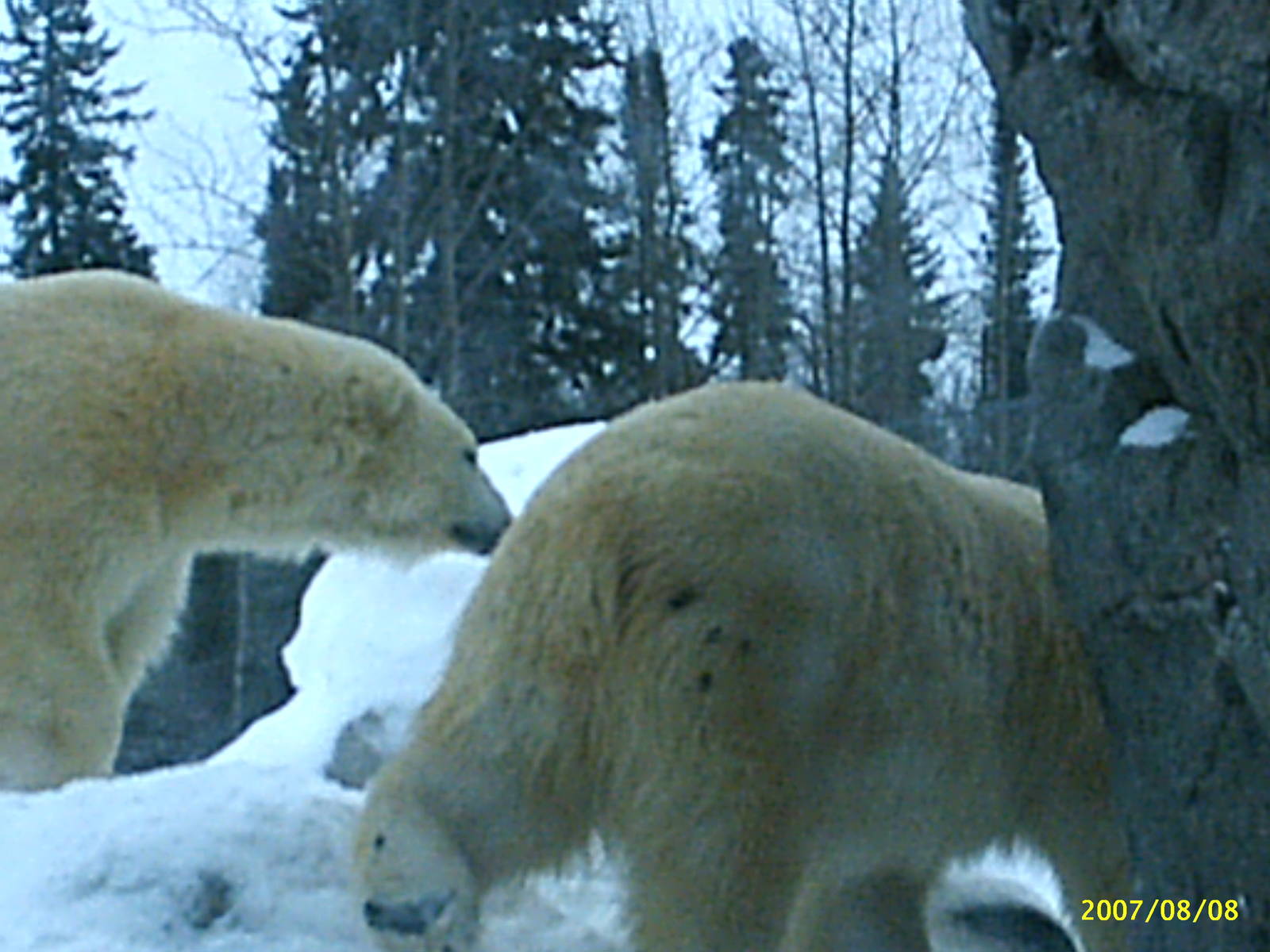 Polar Bear December 2007