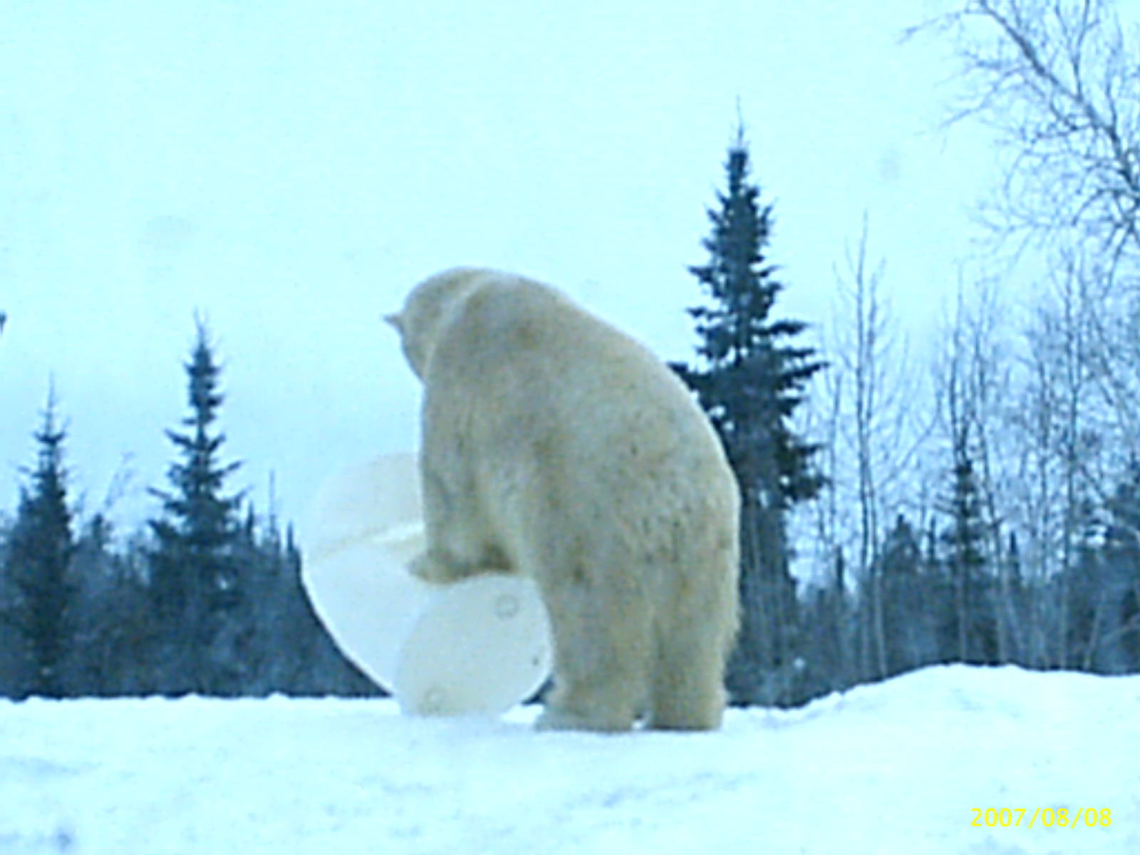 Polar Bear December 2007