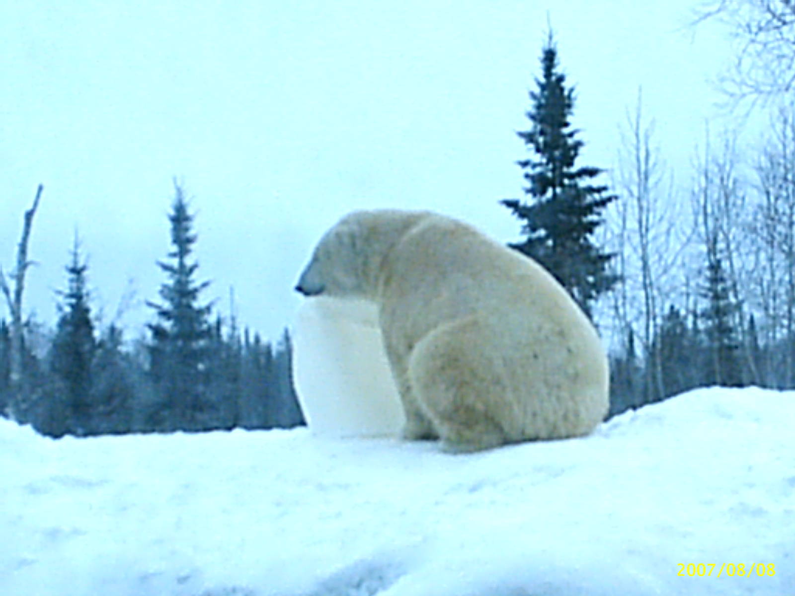 Polar Bear December 2007