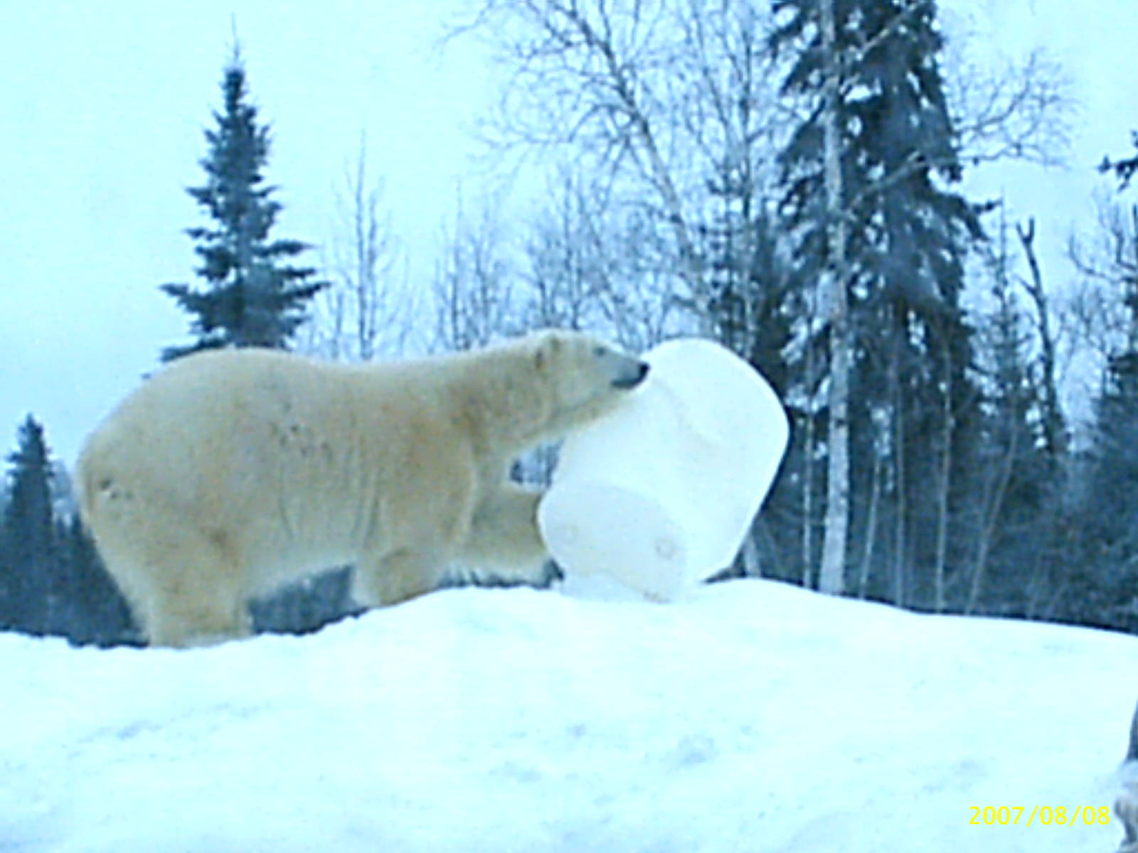 Polar Bear December 2007