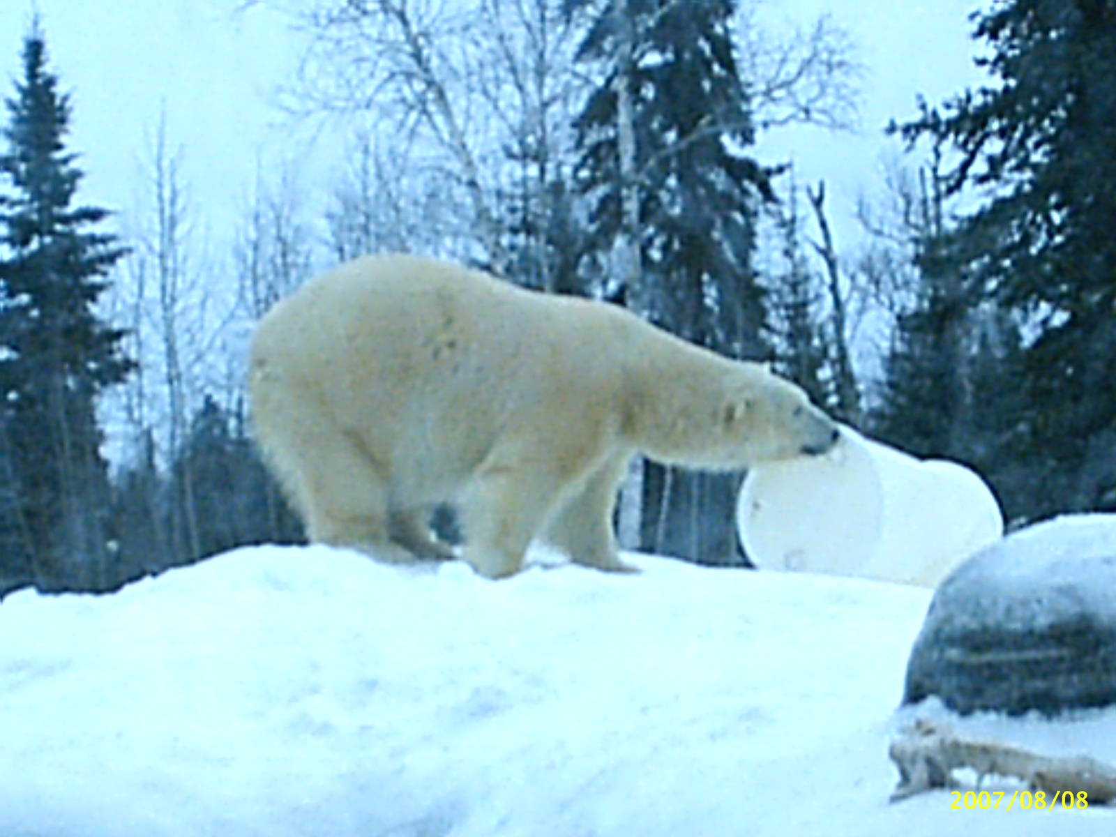 Polar Bear December 2007