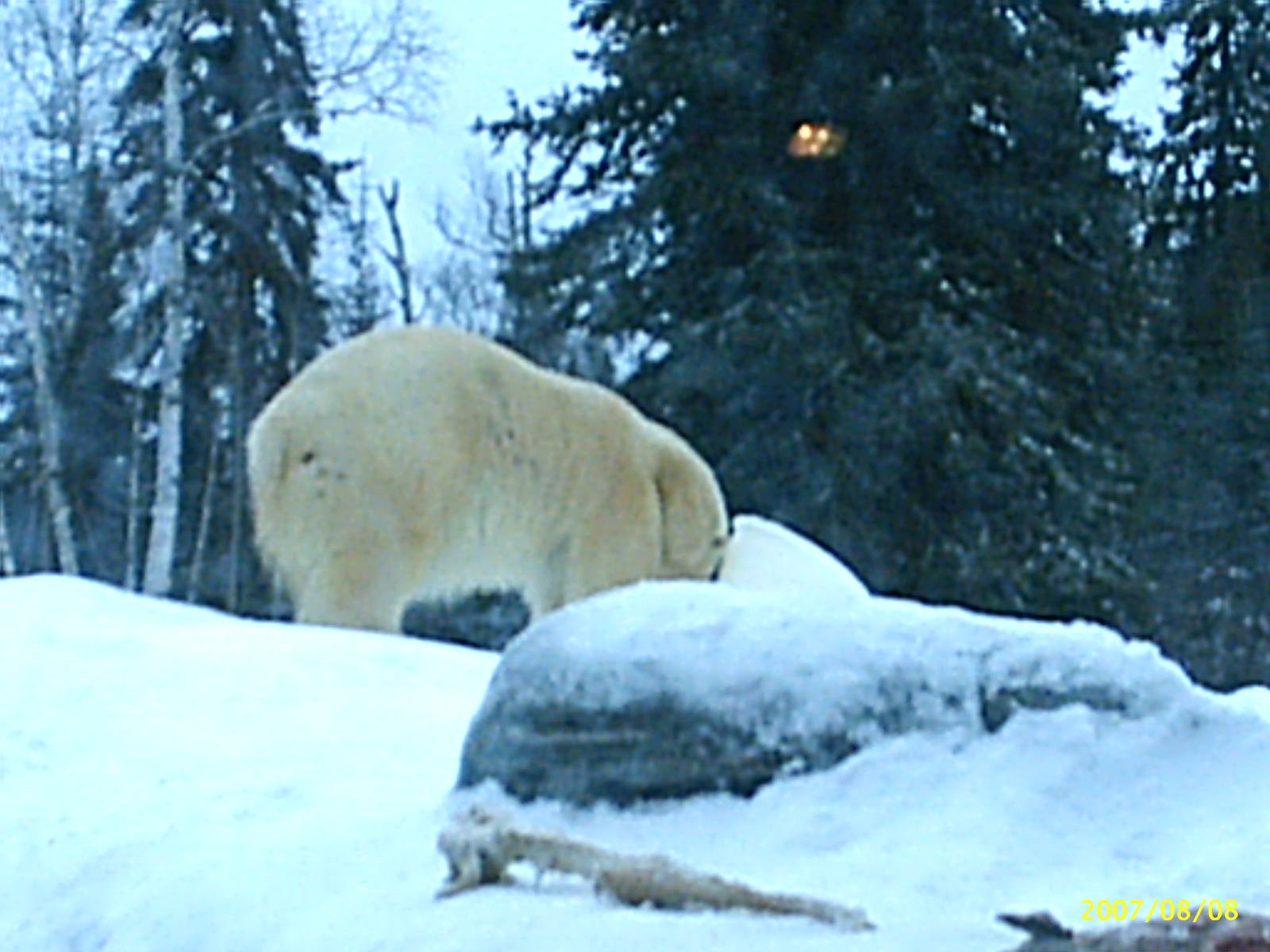 Polar Bear December 2007