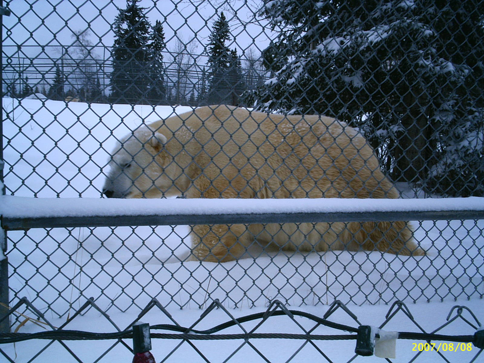Polar Bear December 2007