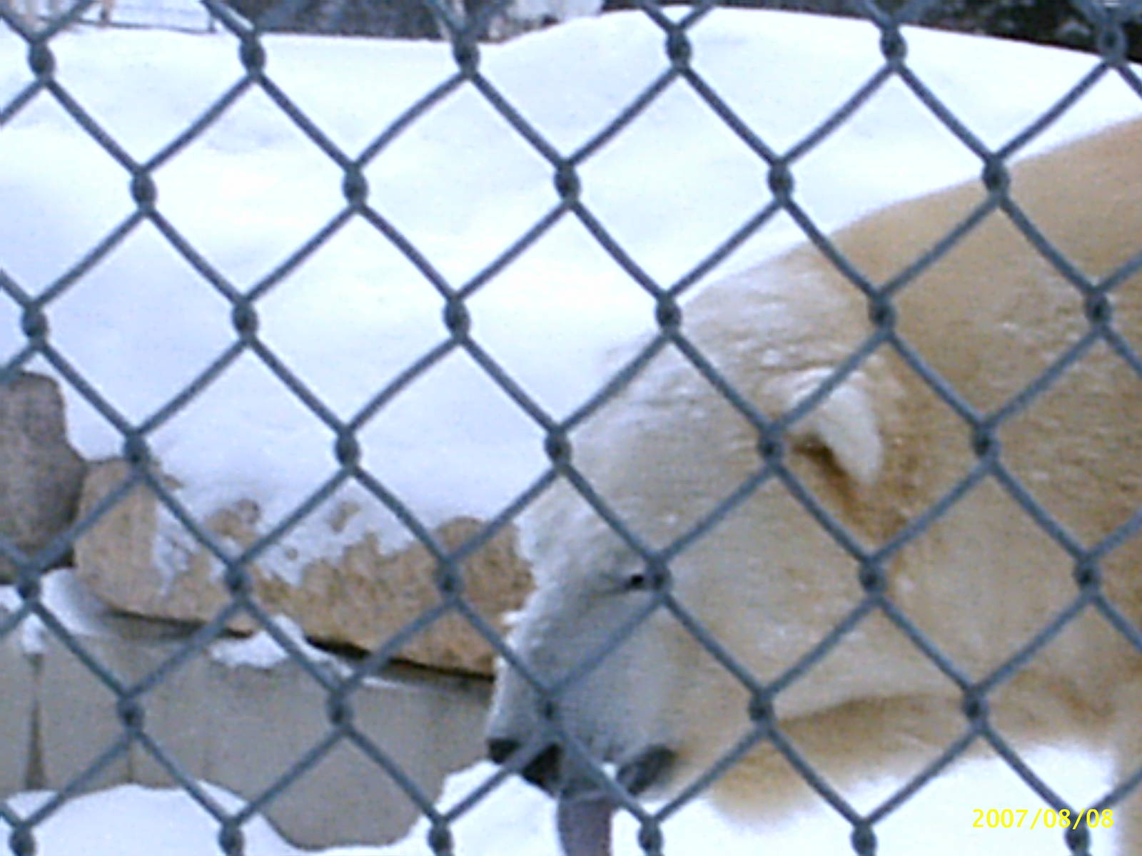 Polar Bear December 2007