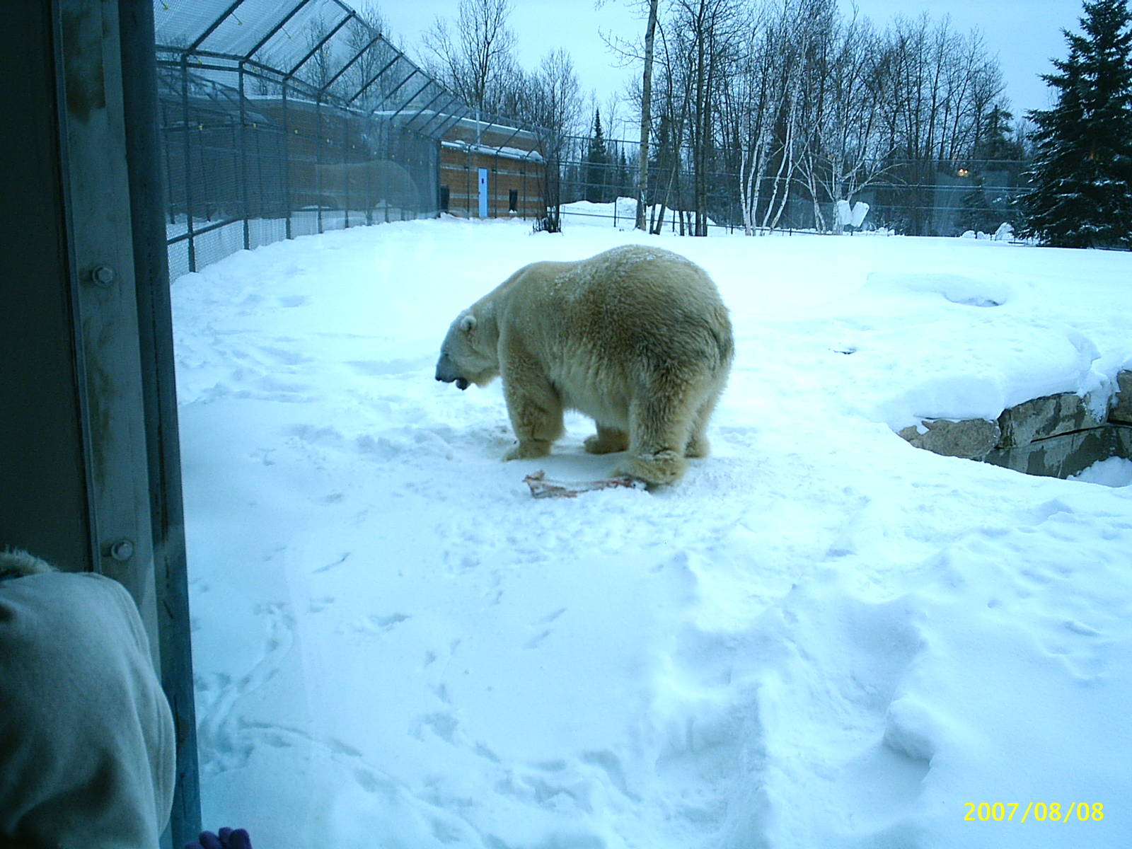 Polar Bear December 2007