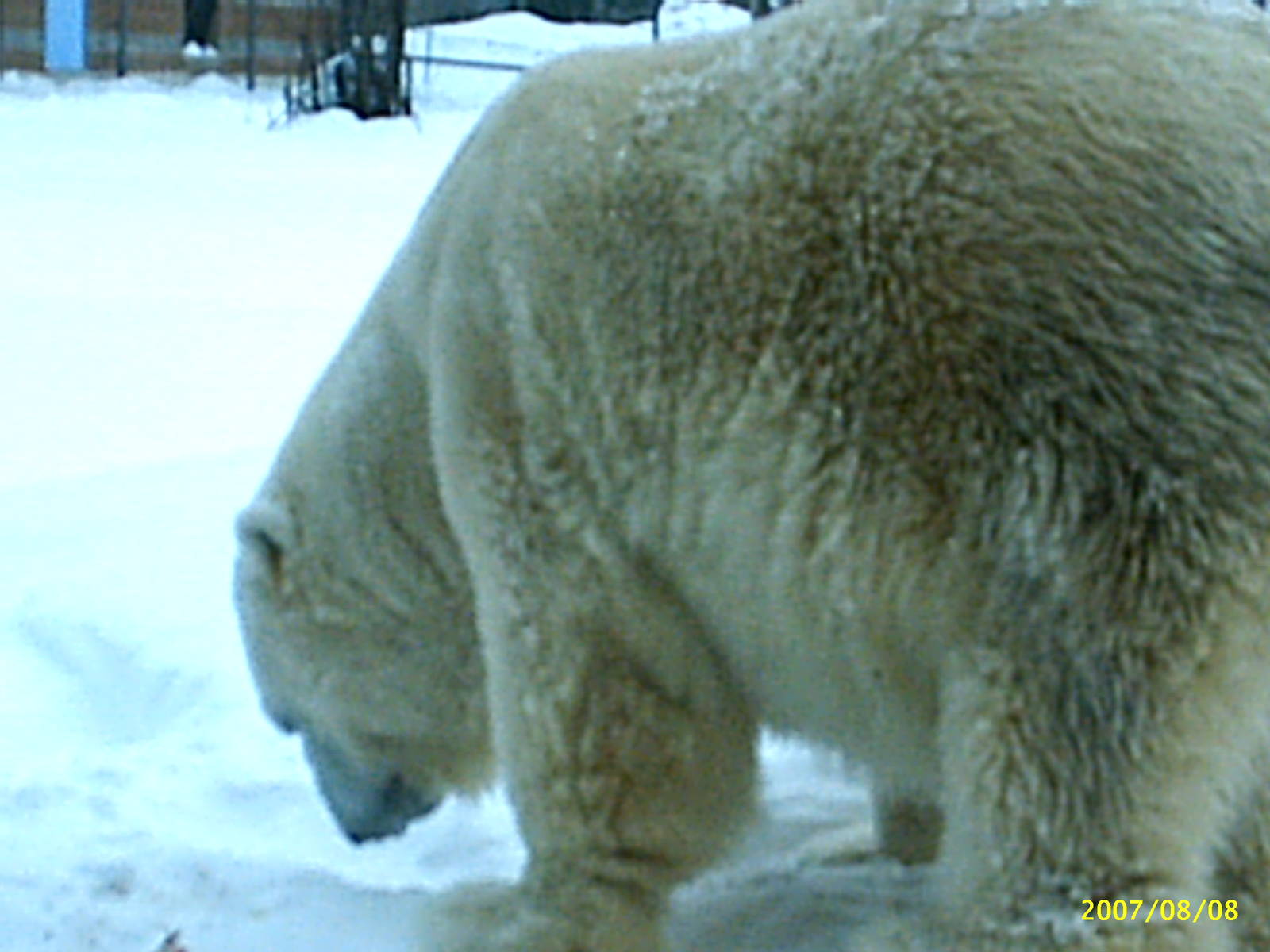 Polar Bear December 2007