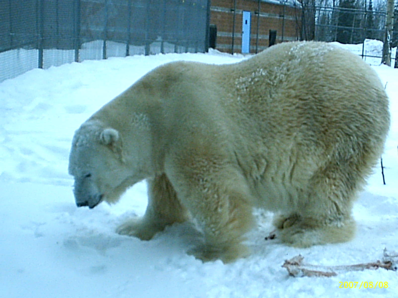 Polar Bear December 2007