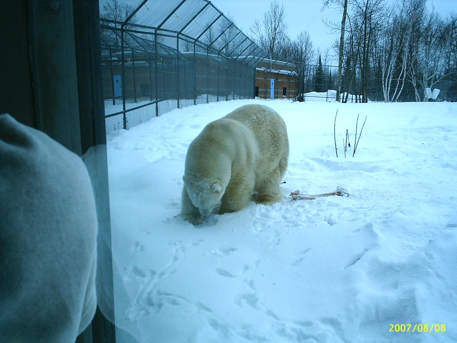 Polar Bear December 2007