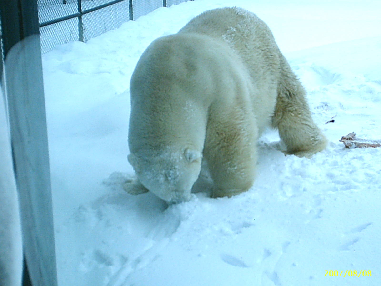 Polar Bear December 2007