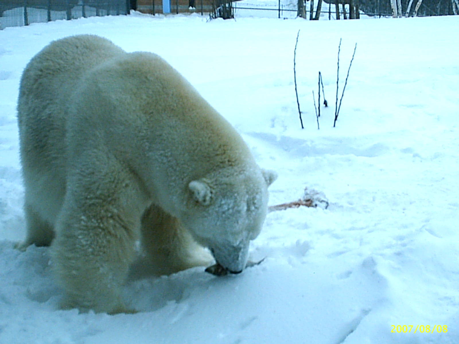 Polar Bear December 2007