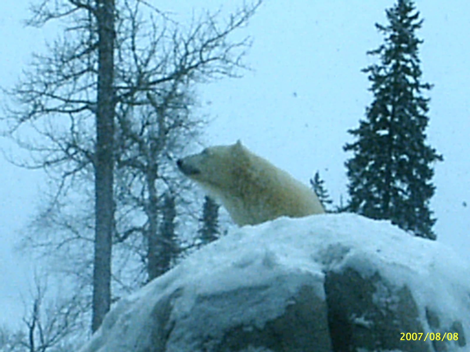 Polar Bear December 2007
