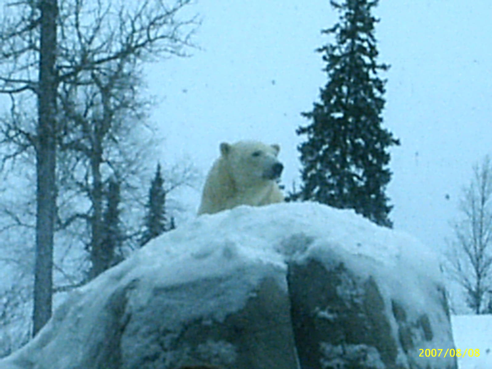 Polar Bear December 2007