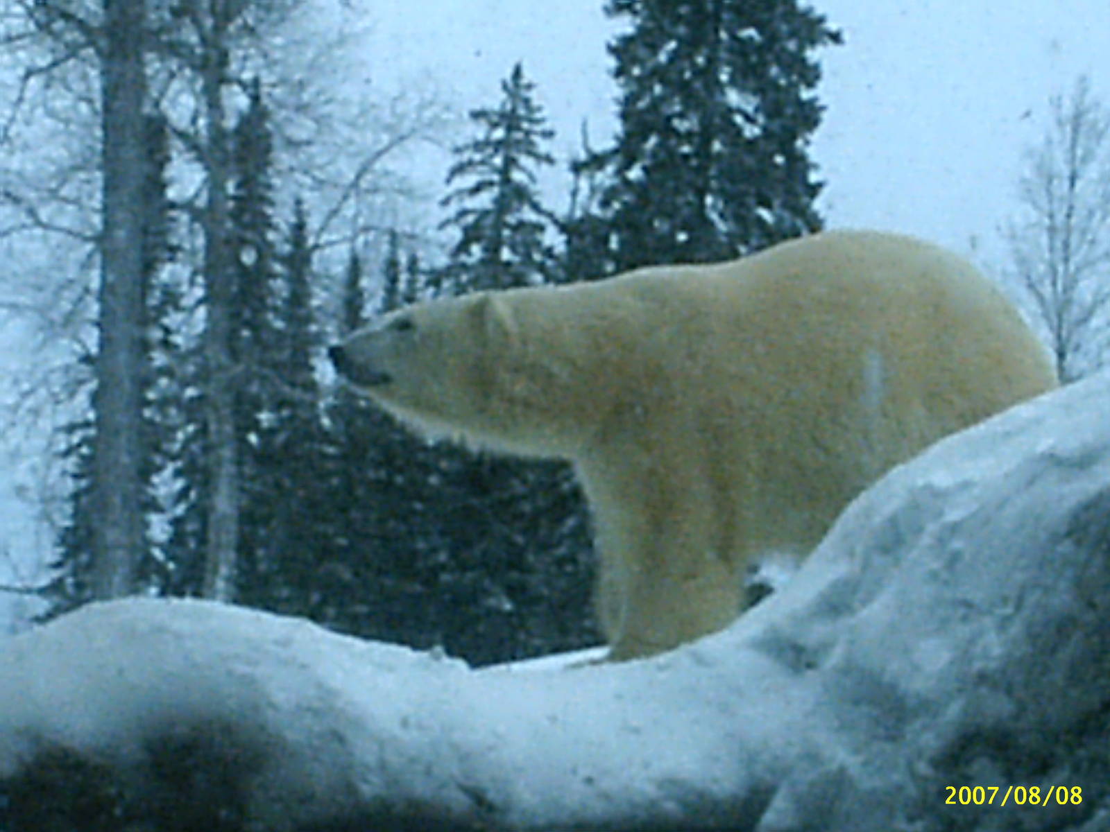 Polar Bear December 2007