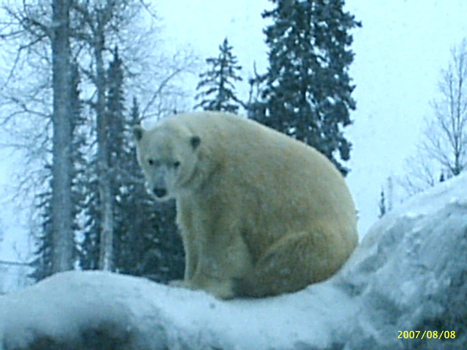 Polar Bear December 2007