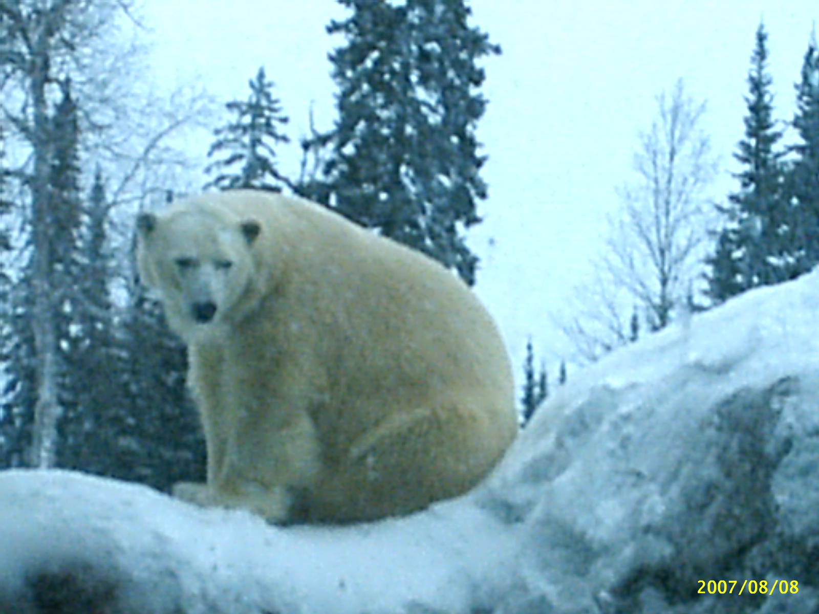 Polar Bear December 2007