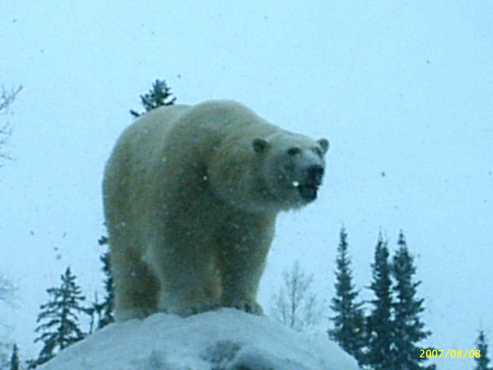 Polar Bear December 2007