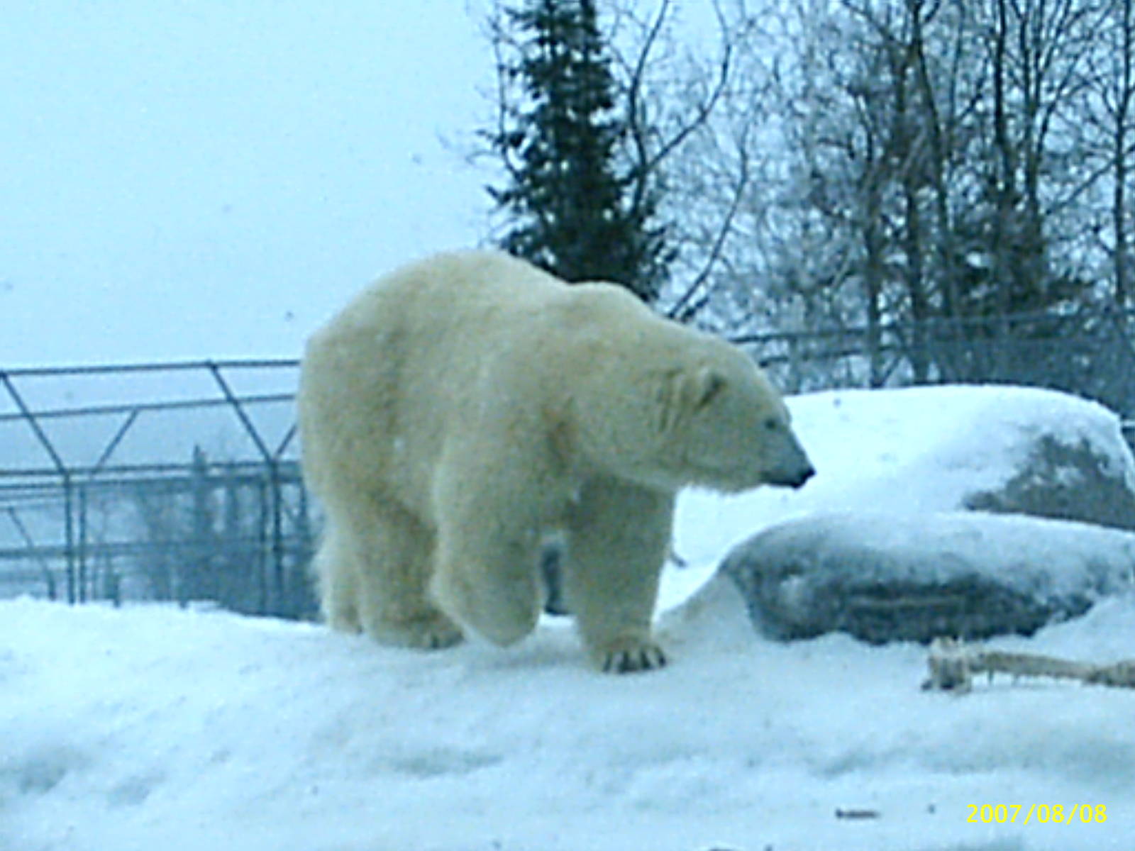 Polar Bear December 2007