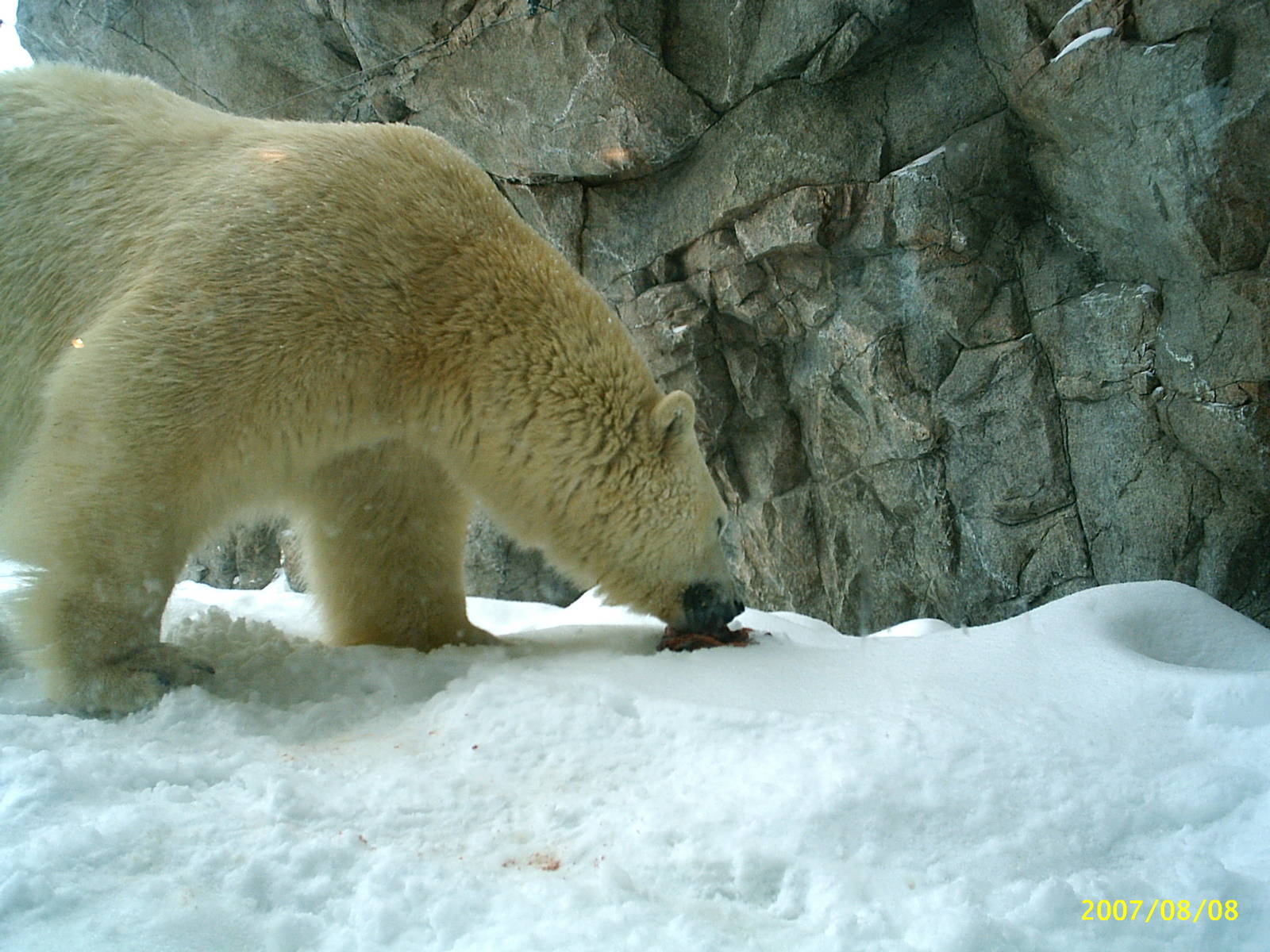 Polar Bear December 2007