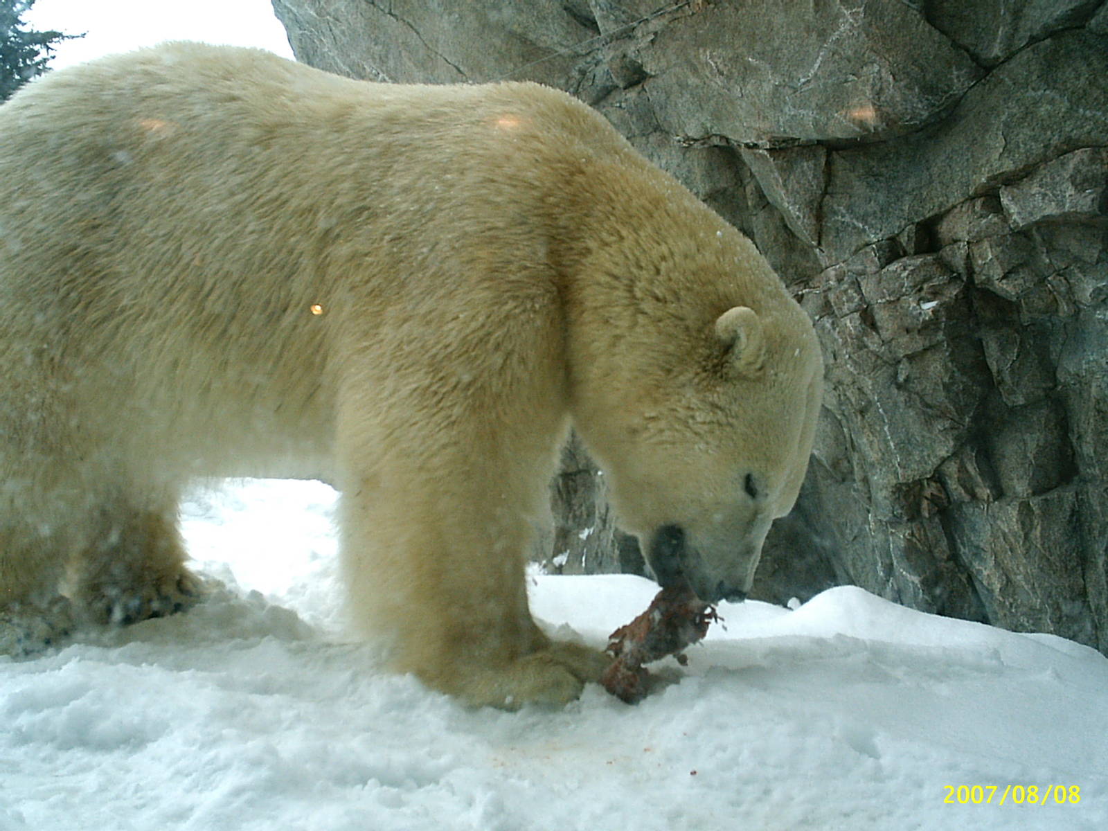 Polar Bear December 2007