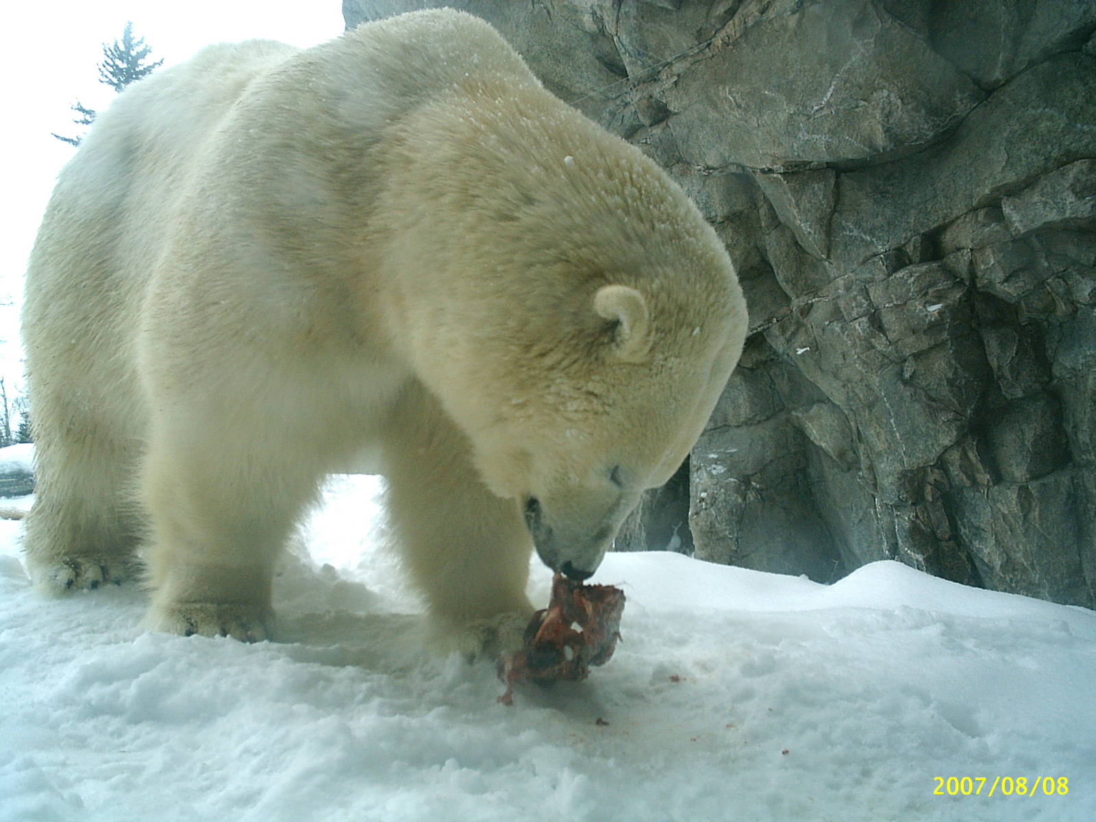 Polar Bear December 2007