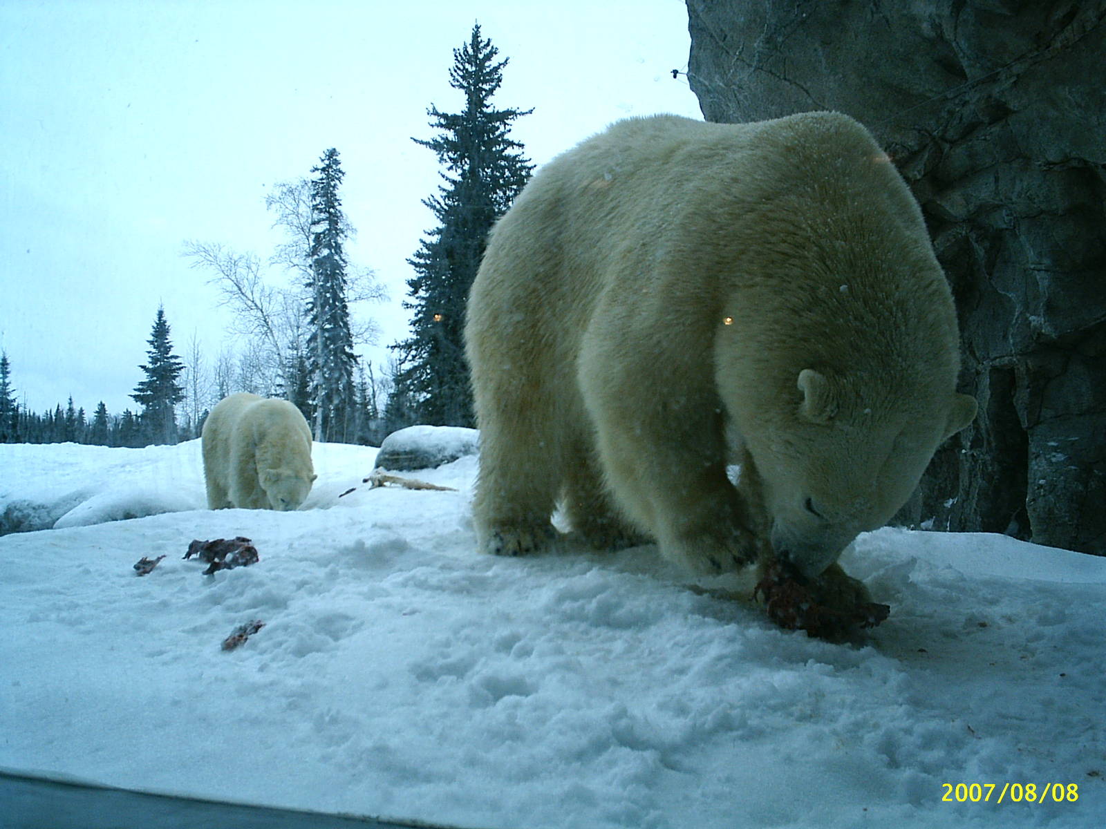 Polar Bear December 2007