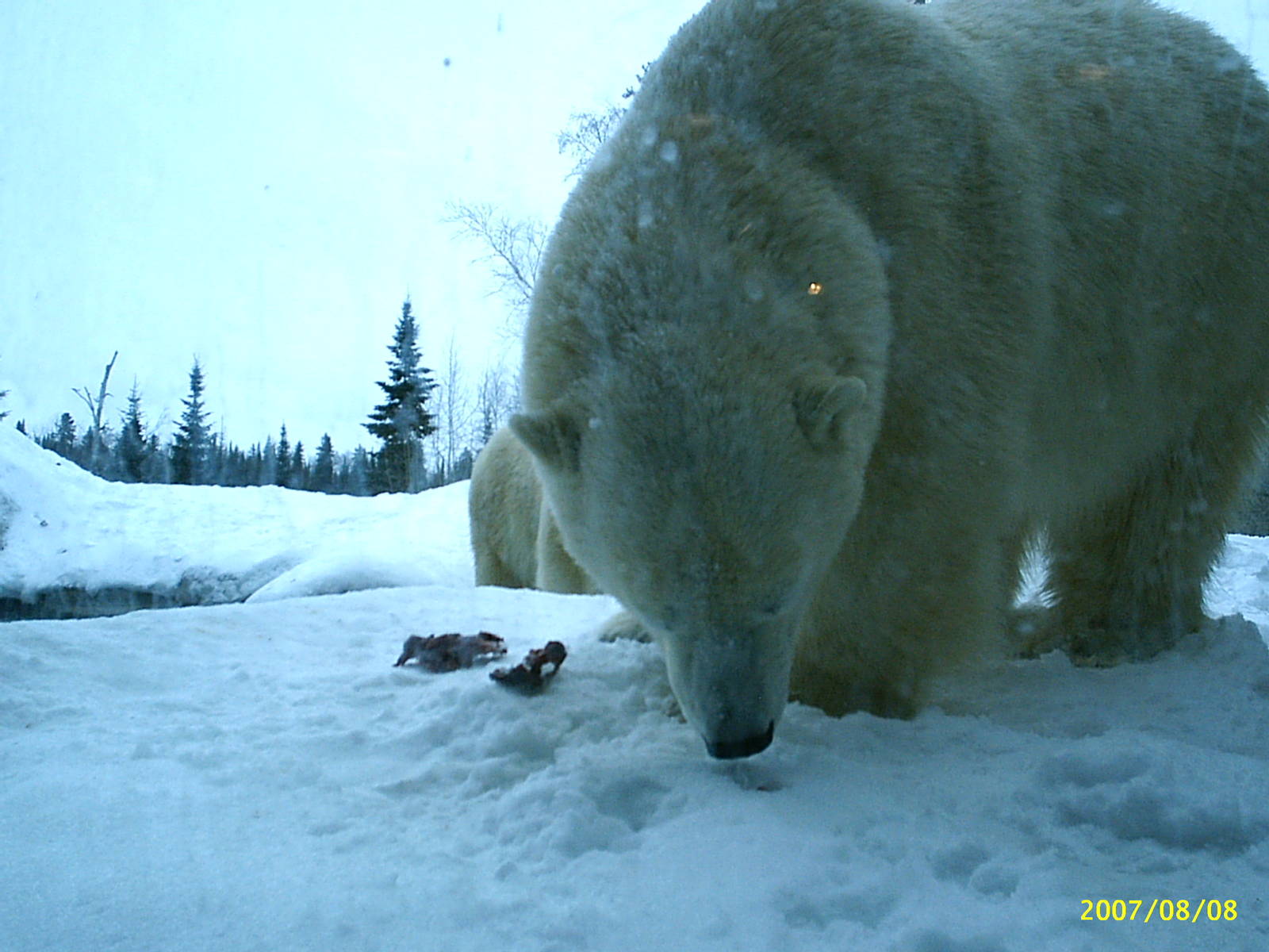 Polar Bear December 2007