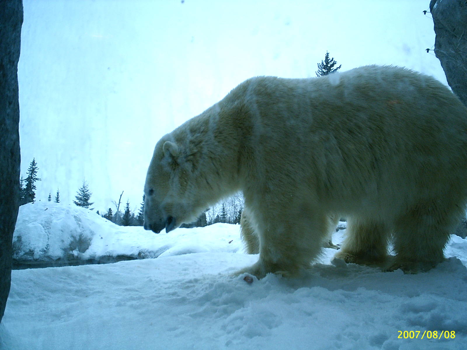 Polar Bear December 2007
